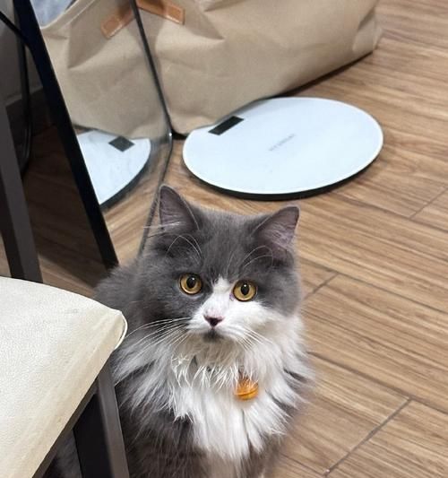 家里养猫能同时养鸟吗？（探讨家庭宠物的和谐共处）