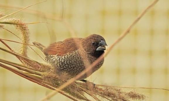 画眉鸟换毛的速度与方法（了解画眉鸟的换毛周期与促进换毛的方法）