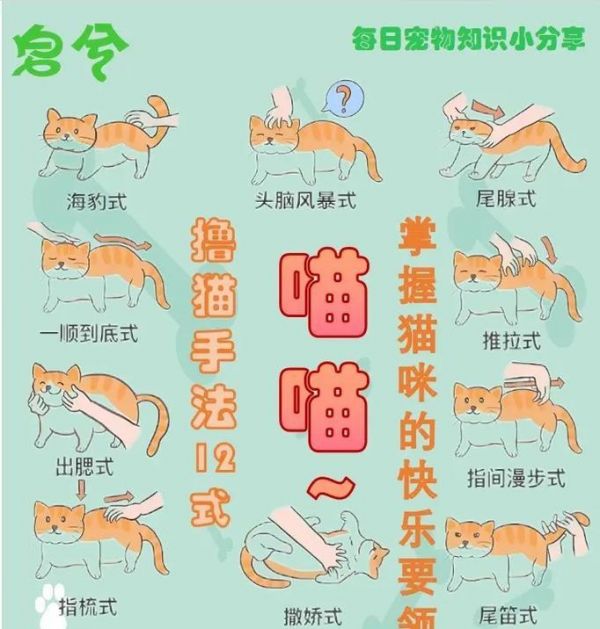 成年野猫的养育指南（从野性到温顺，助你成为猫咪最好的伙伴）