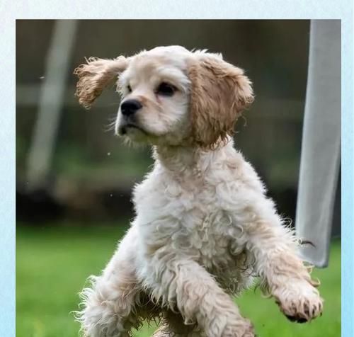 狗狗跑丢，它会害怕吗？（揭秘狗狗丢失的心理反应，了解它们的内心世界）