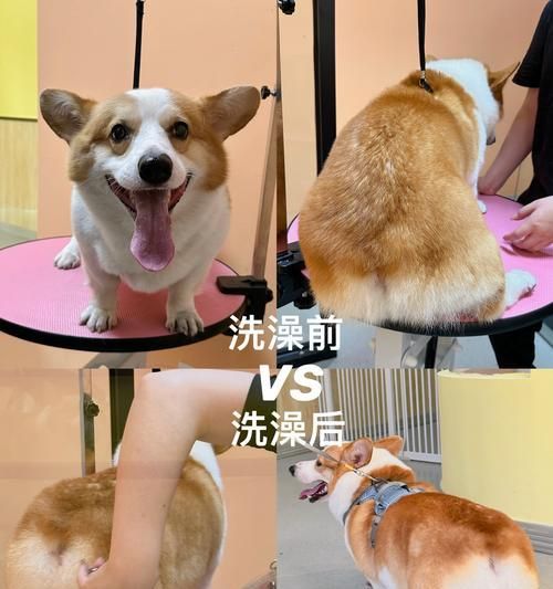 如何给你的金毛洗澡（金毛洗澡的步骤和技巧）