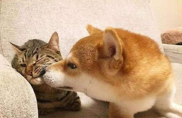 猫咪的亲人观察（探索猫咪对人类情感的表达方式及行为特征）