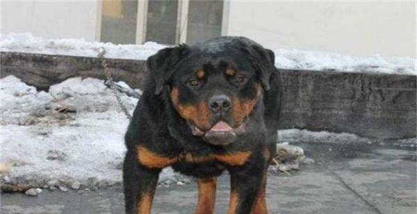 探究罗威纳犬为什么会咬主人（以宠物为主的咬人行为分析）