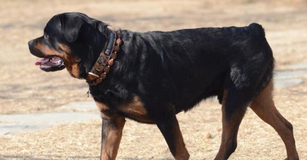 探究罗威纳犬为什么会咬主人（以宠物为主的咬人行为分析）