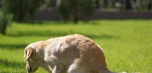 狗狗拉屎前的行为变化及原因解析（为什么狗狗在拉屎前会有特定的行为？）