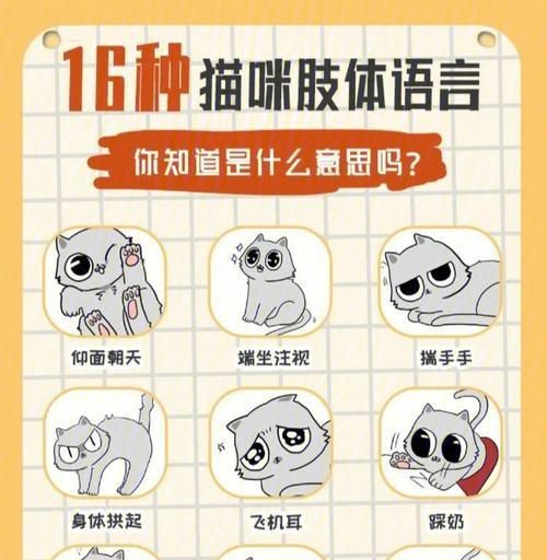 揭秘为什么不能随意摸猫尾巴的奥秘（从解析猫尾巴的重要性到摸尾巴可能引发的问题）