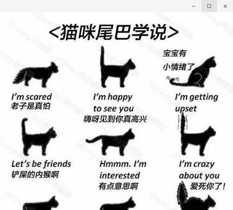揭秘为什么不能随意摸猫尾巴的奥秘（从解析猫尾巴的重要性到摸尾巴可能引发的问题）