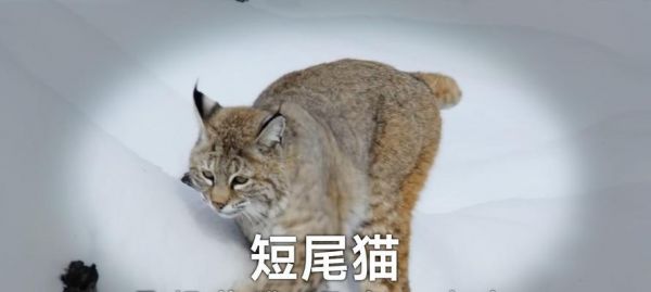 揭秘为什么不能随意摸猫尾巴的奥秘（从解析猫尾巴的重要性到摸尾巴可能引发的问题）