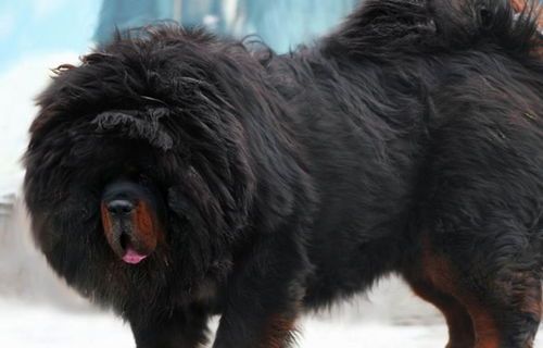 藏獒特性：性格与行为解析