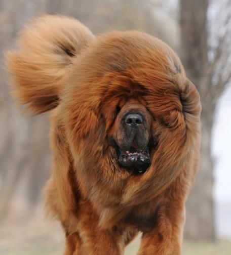 藏獒特性：性格与行为解析