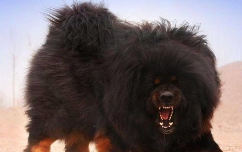 藏獒特性：性格与行为解析