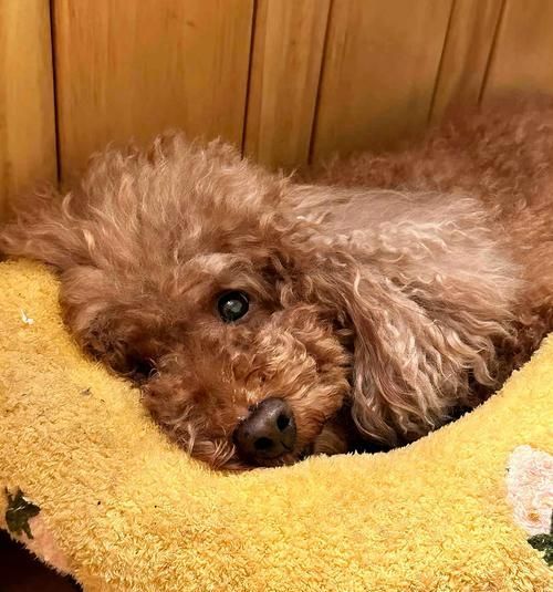 老人的忠诚伴侣——狗狗品种解析（探寻老人最佳宠物选择的秘诀）