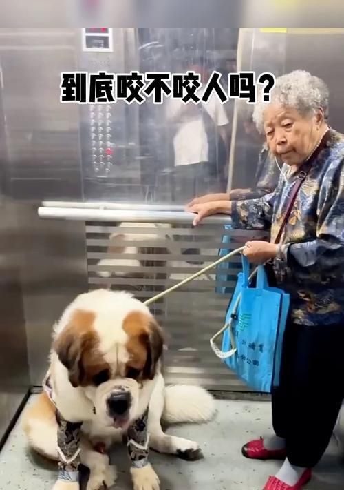 老人的忠诚伴侣——狗狗品种解析（探寻老人最佳宠物选择的秘诀）