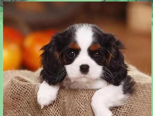 老人的忠诚伴侣——狗狗品种解析（探寻老人最佳宠物选择的秘诀）