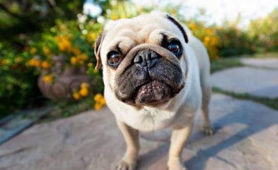 巴哥犬舔笼子原因揭秘，宠物行为解析