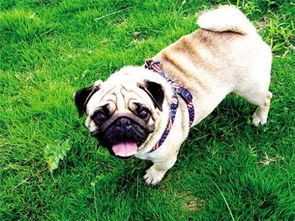 巴哥犬舔笼子原因揭秘，宠物行为解析