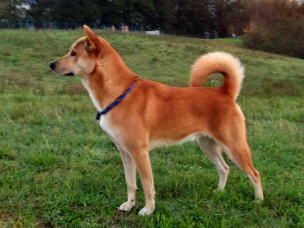 Canaan Dog