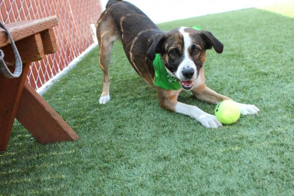 a dog is playing with a tennis ball