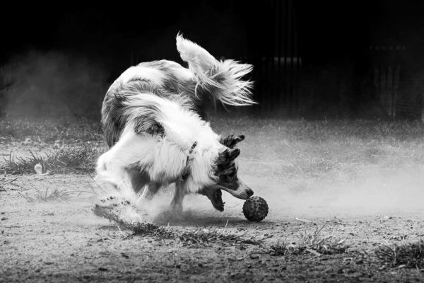 Monochrome image of a dog energetically chasing a ball outdoors.