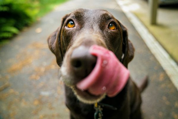 Chocolate Lab licking its lips