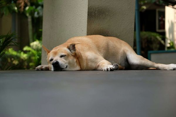 Dog sleeping in Indonesia