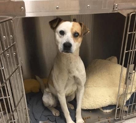 宠物狗点头行为解析