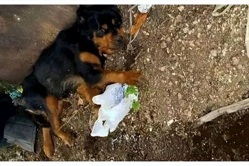 宠物狗点头行为解析