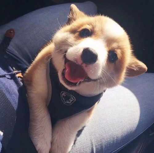 狗狗攻击力解析，关爱宠物行为健康