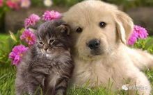 狗狗哼哼原因及解决，宠物行为解析