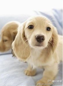 狗狗抓耳咬人，宠物行为解析！