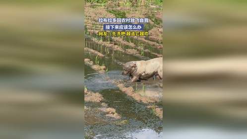 拉布拉多回农村放飞自我，接下来应该怎么办，网友：先洗吧 越追它越欢