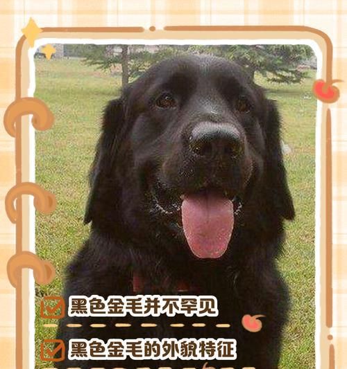 带金毛狗狗出行必知雨季注意事项（宠物爱好者必看，防雨出行小贴士！）