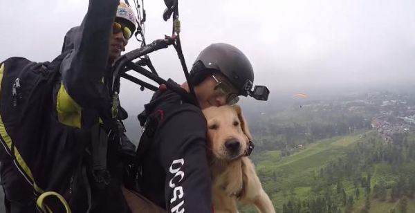 带金毛狗狗出行必知雨季注意事项（宠物爱好者必看，防雨出行小贴士！）