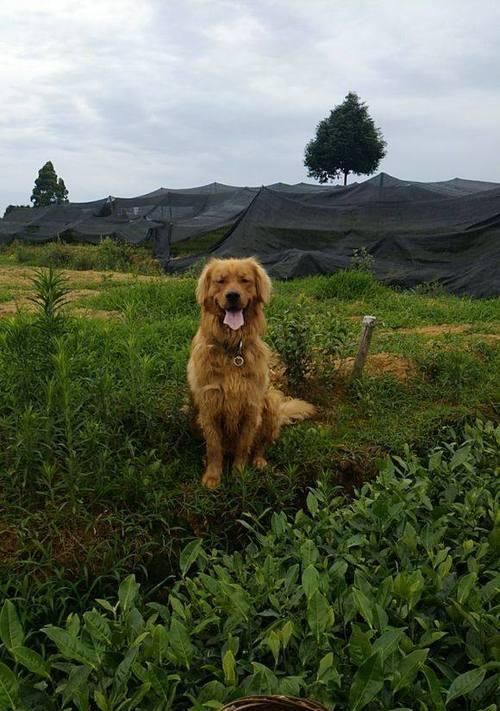 带金毛狗狗出行必知雨季注意事项（宠物爱好者必看，防雨出行小贴士！）