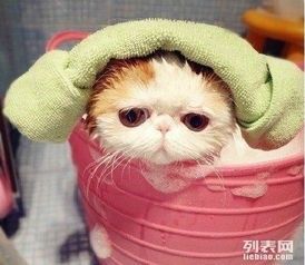 猫咪轻咬留痕，宠物护理小贴士！