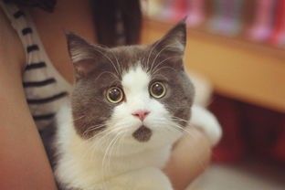 猫咪轻咬留痕，宠物护理小贴士！