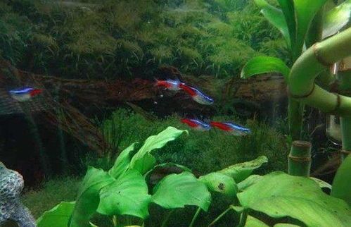 红绿灯鱼宜水温25-28℃，养鱼小贴士。