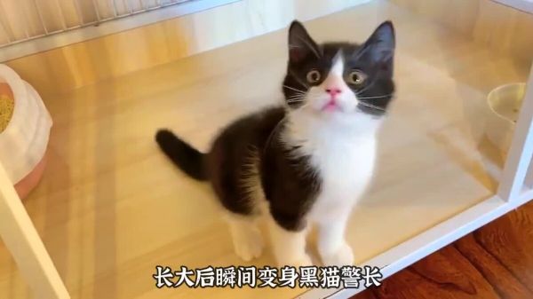 适合男生饲养的 3 种猫，看看你喜欢哪一种？