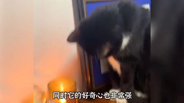 适合男生饲养的 3 种猫，看看你喜欢哪一种？