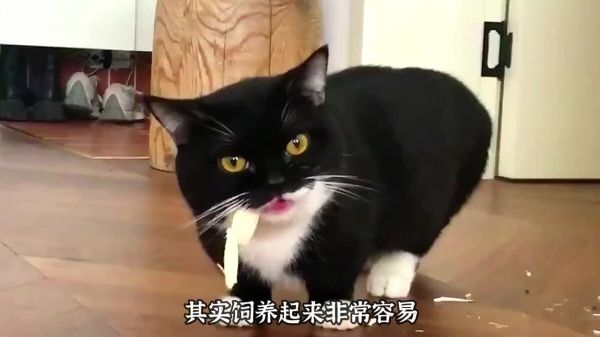 适合男生饲养的 3 种猫，看看你喜欢哪一种？