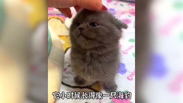 适合男生饲养的 3 种猫，看看你喜欢哪一种？