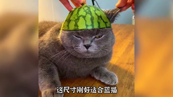 适合男生饲养的 3 种猫，看看你喜欢哪一种？