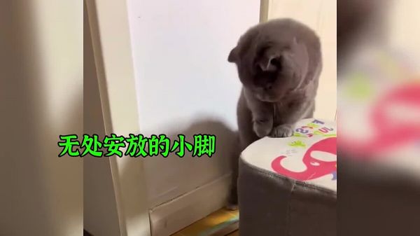 适合男生饲养的 3 种猫，看看你喜欢哪一种？