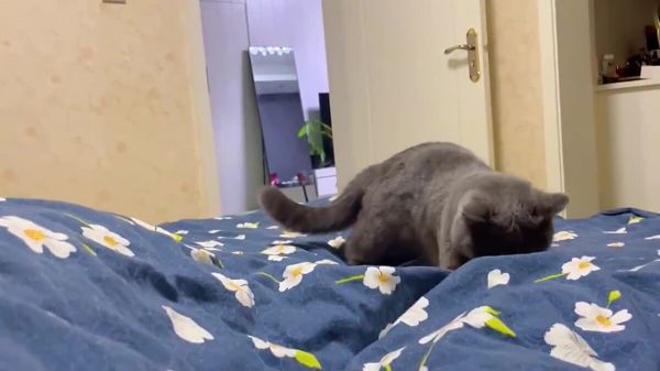 适合男生饲养的 3 种猫，看看你喜欢哪一种？