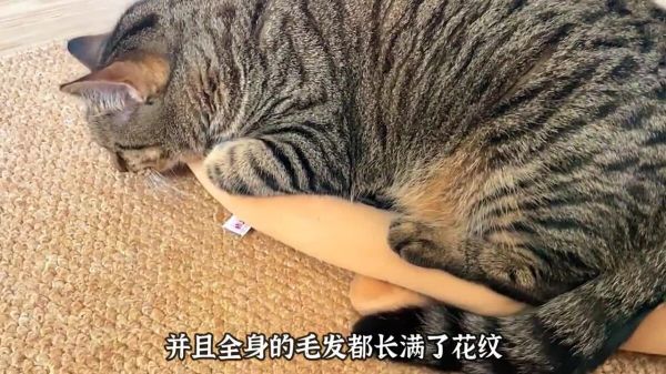 适合男生饲养的 3 种猫，看看你喜欢哪一种？