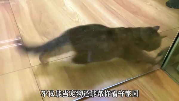 适合男生饲养的 3 种猫，看看你喜欢哪一种？