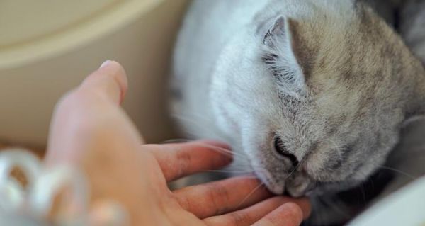 夏季宠物猫如何减少臭味（10个小贴士让你的猫在夏季味道清新）