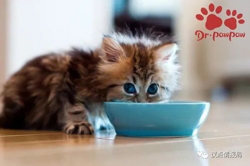 养猫必备，抓特点选猫种！