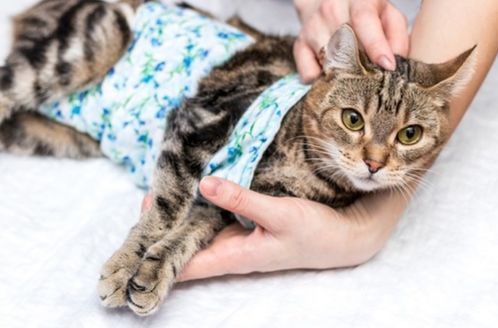 猫咪绝育后3天可洗澡，7天驱虫，养宠小贴士！