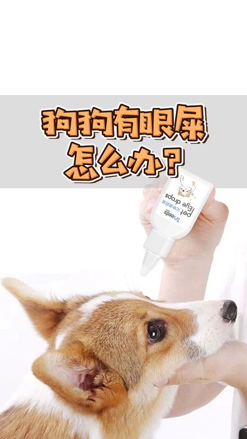 小猫眼屎多？速查养宠小贴士！